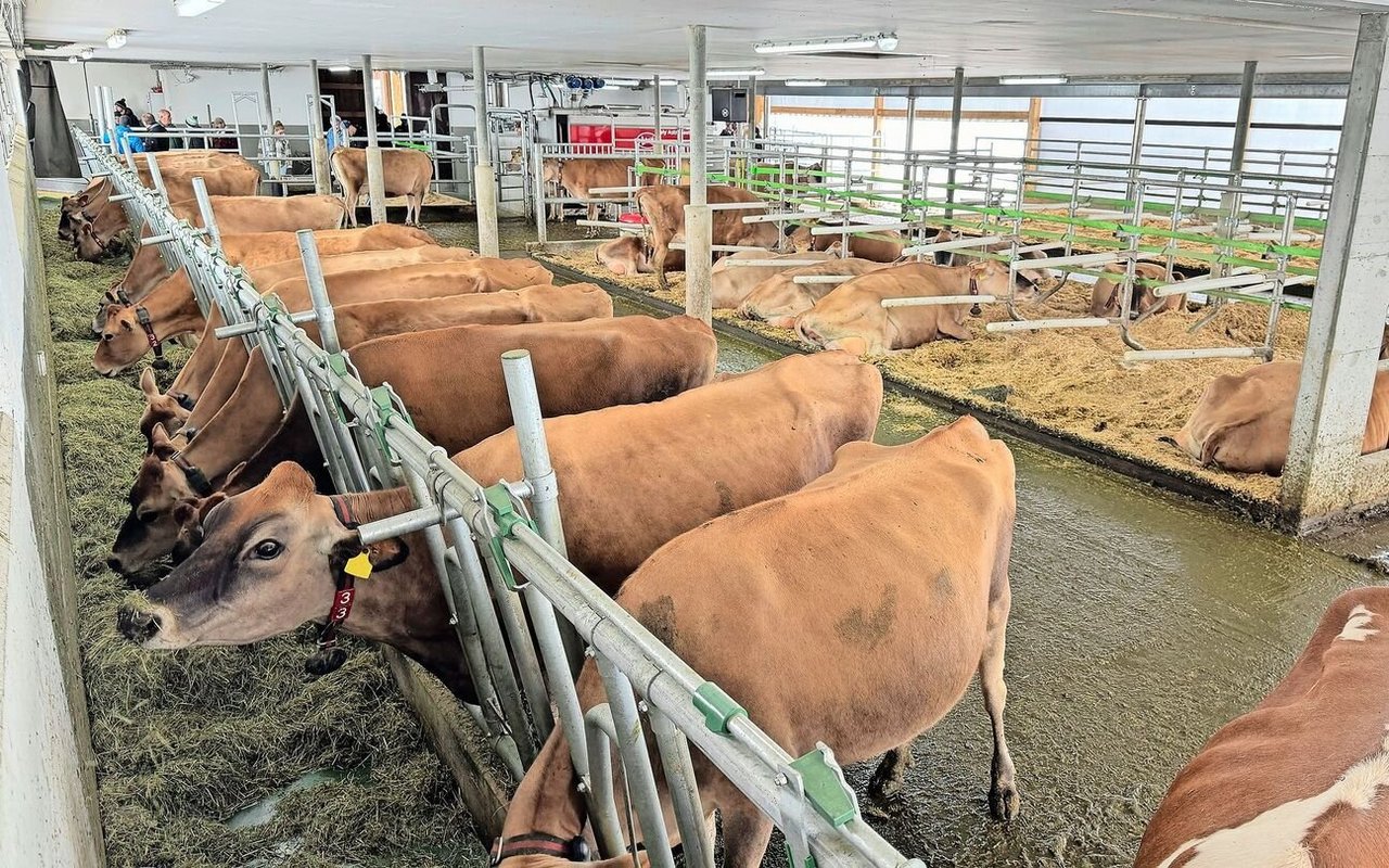 Blick in den lichtdurchfluteten Stall. Die Kühe fressen vom an der Stallseite angebrachten Futterband. 